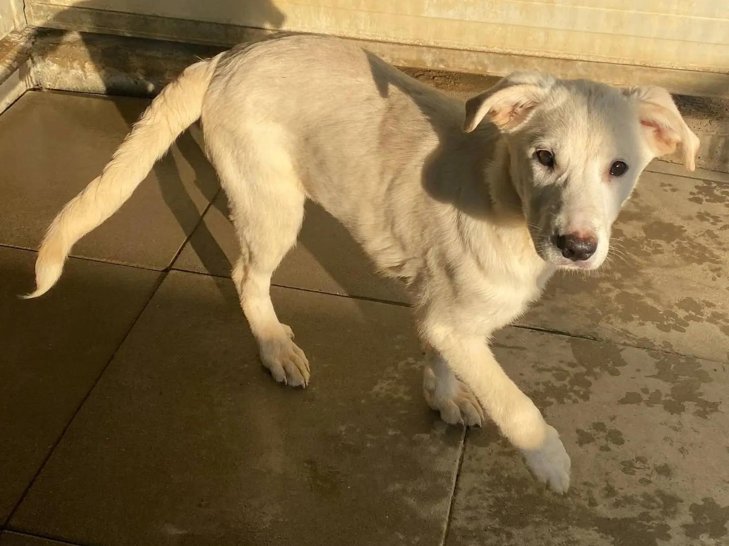 Adotta un cane, femmina, 5 mesi, Milano