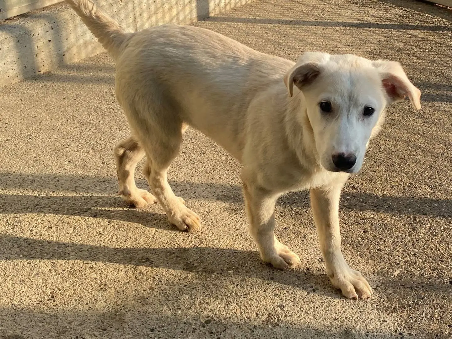 Adozione cane, femmina, Razza sconosciuta Razza sconosciuta, 5 mesi, taglia media, Milano