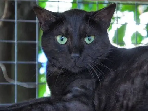 Adozione gatto, femmina, Razza sconosciuta Razza sconosciuta, 6 anni e 5 mesi, taglia non valida, Monza