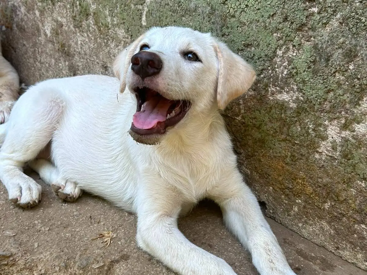 Adotta il cane Luce a Messina