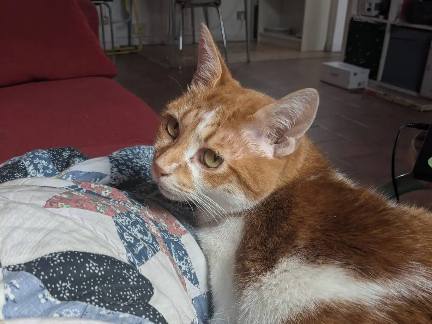 Vuoi adottare un gatto a Torino?