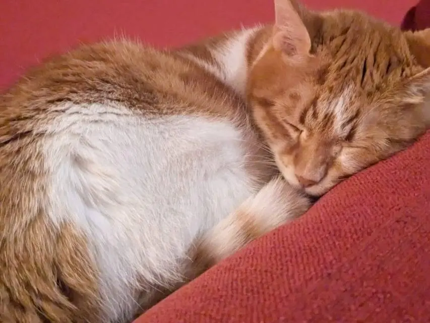 Adotta un gatto, taglia non valida, maschio, Torino