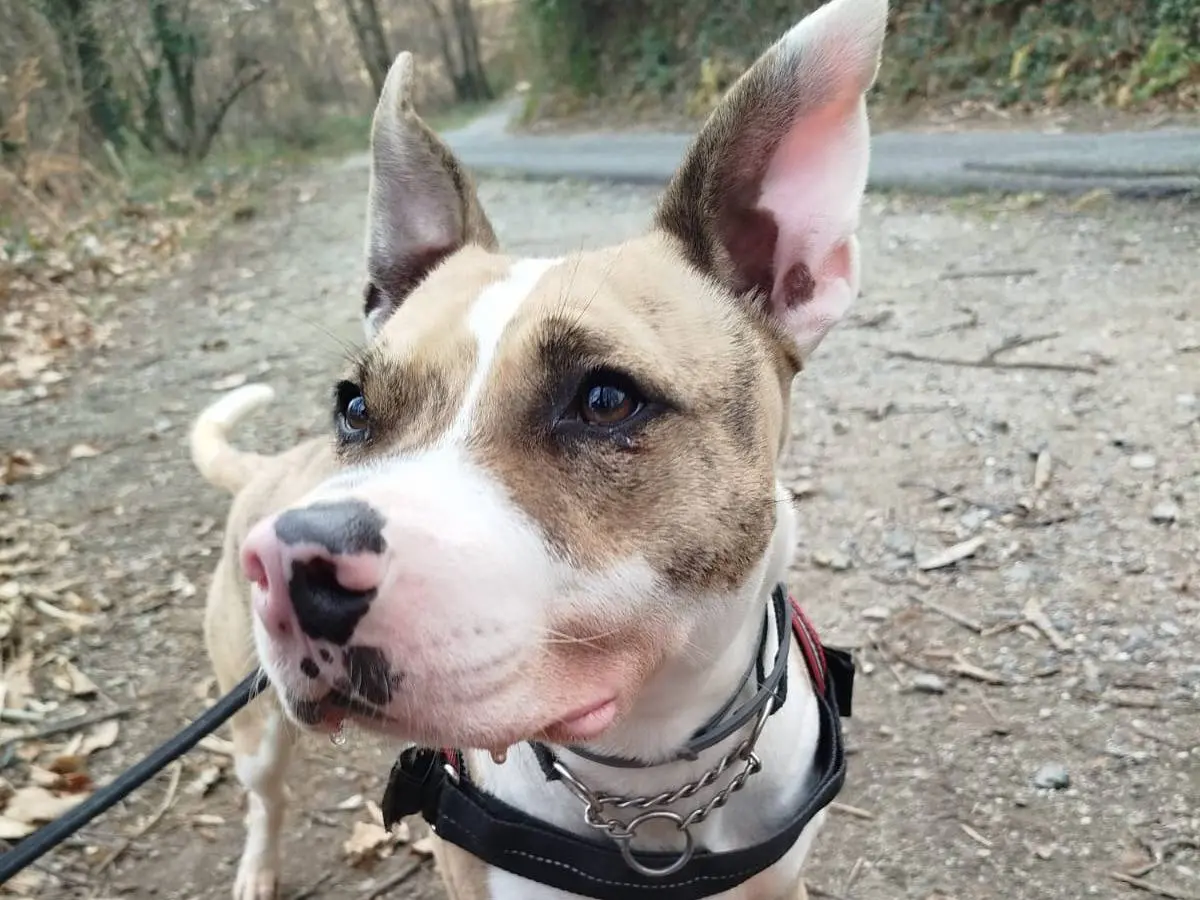 Adozione cane, maschio, Pitbull Razza sconosciuta, 4 anni e 3 mesi, taglia media, Genova