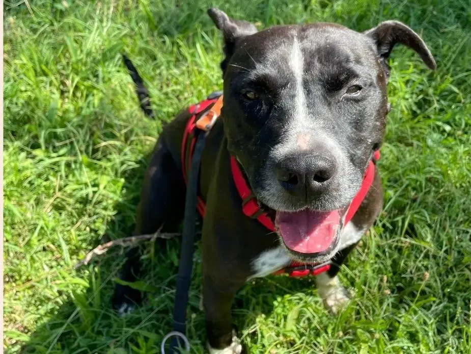 Adotta un cane, taglia grande, maschio, Milano