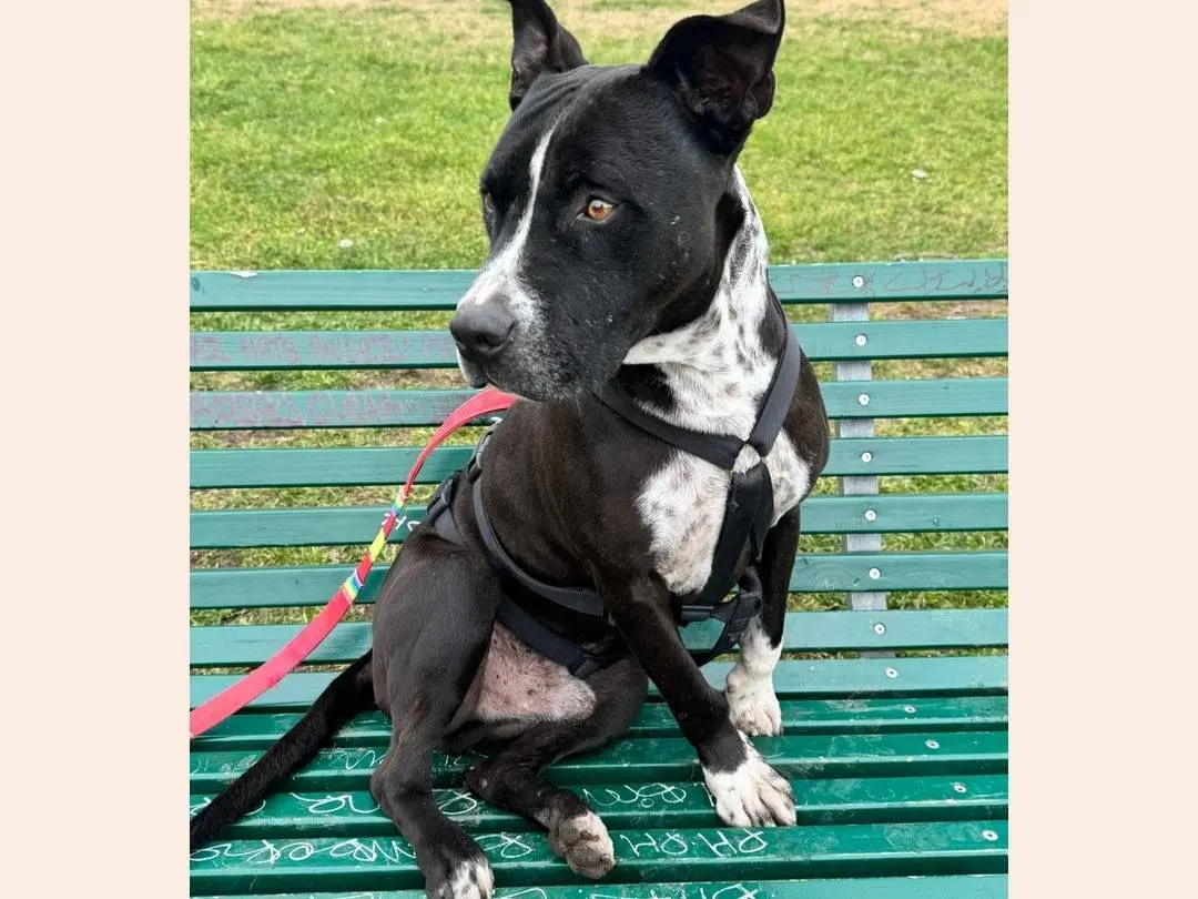 Adozione cane, maschio, Pitbull, 7 anni e 9 mesi, taglia grande, Milano