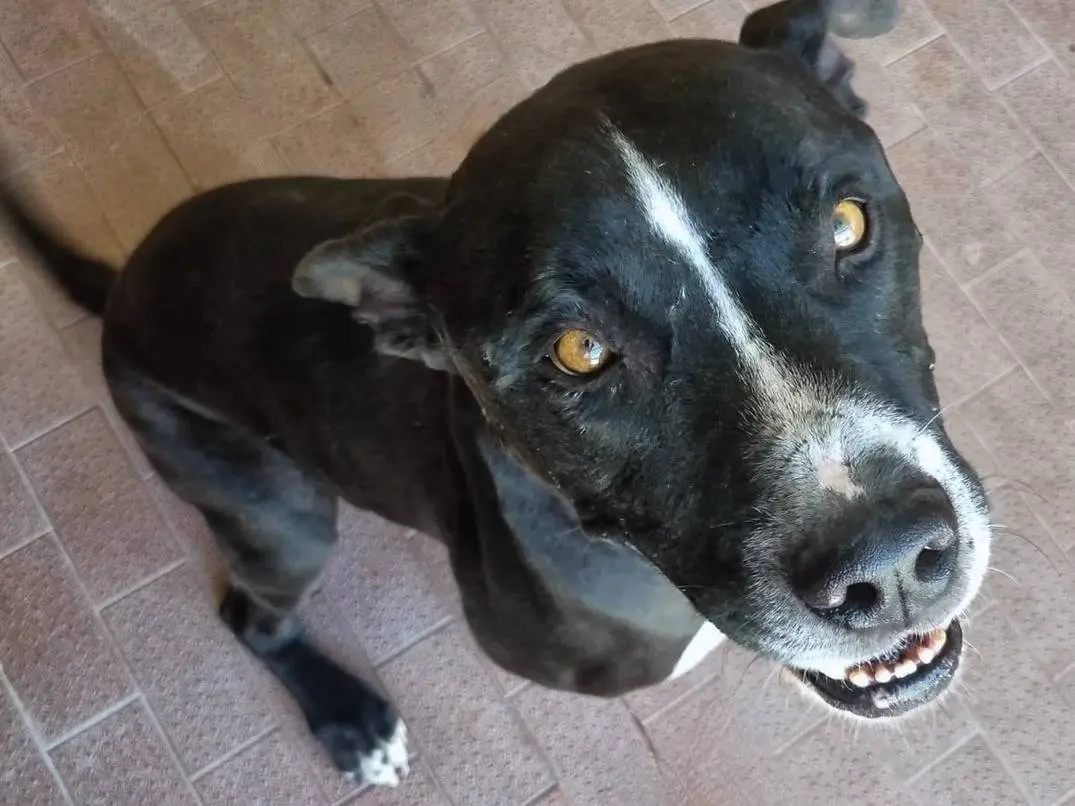 Adotta un cane, maschio, 7 anni e 9 mesi, Milano