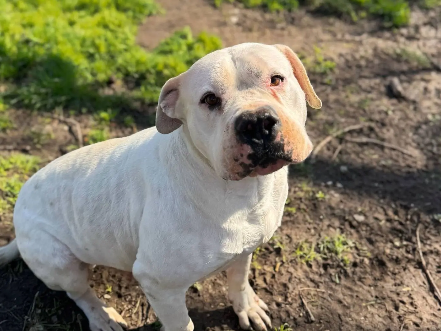 Adotta un cane, maschio, 8 anni e 3 mesi, Bologna