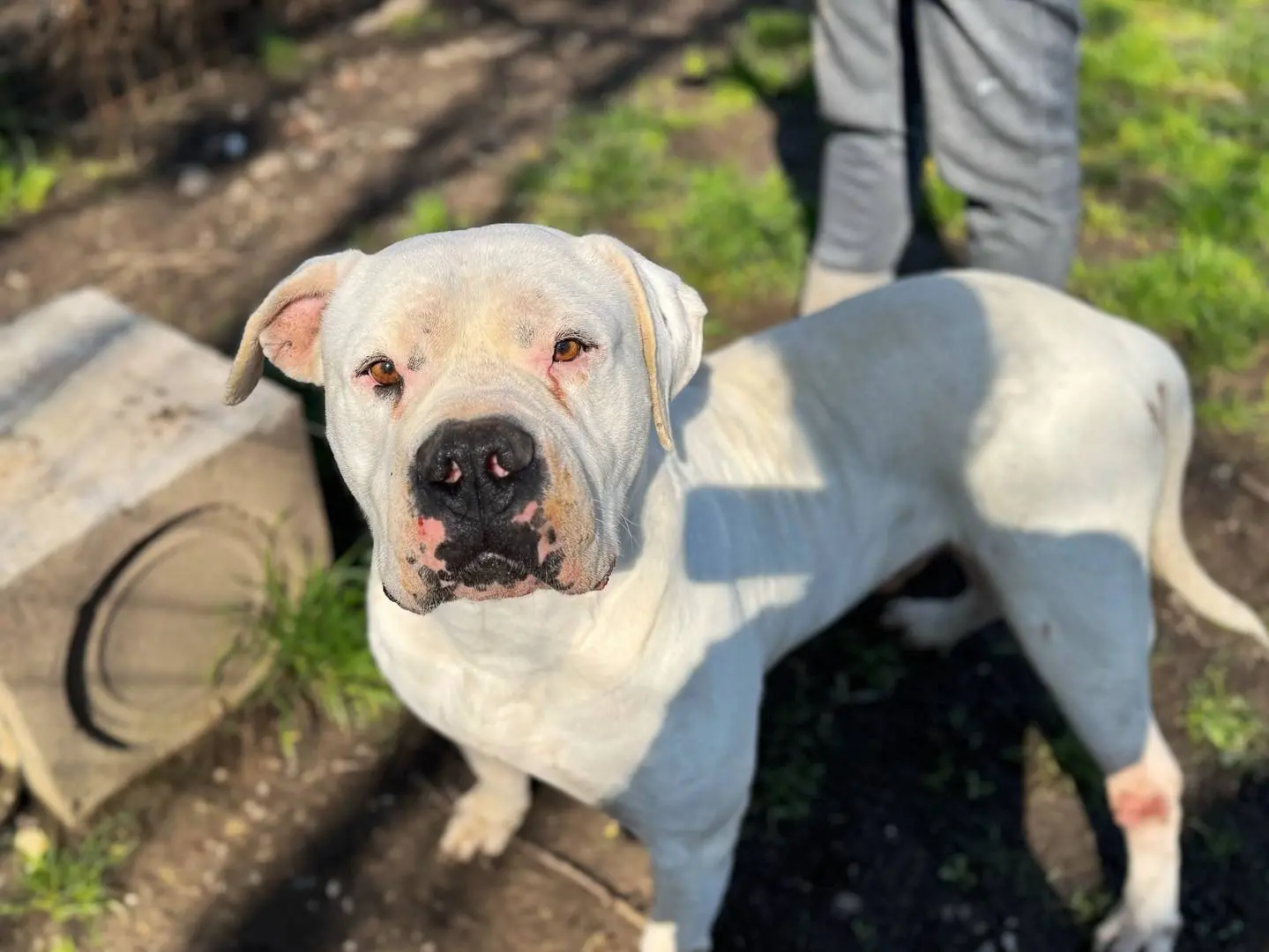 Adozione cane, maschio, Dogo Argentino Razza sconosciuta, 8 anni e 3 mesi, taglia gigante, Bologna