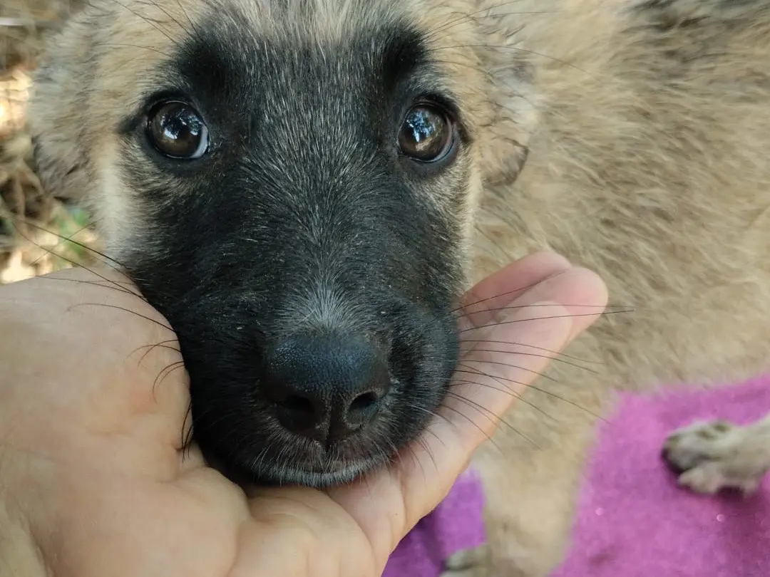 Adotta un cane, femmina, 5 mesi, Vibo