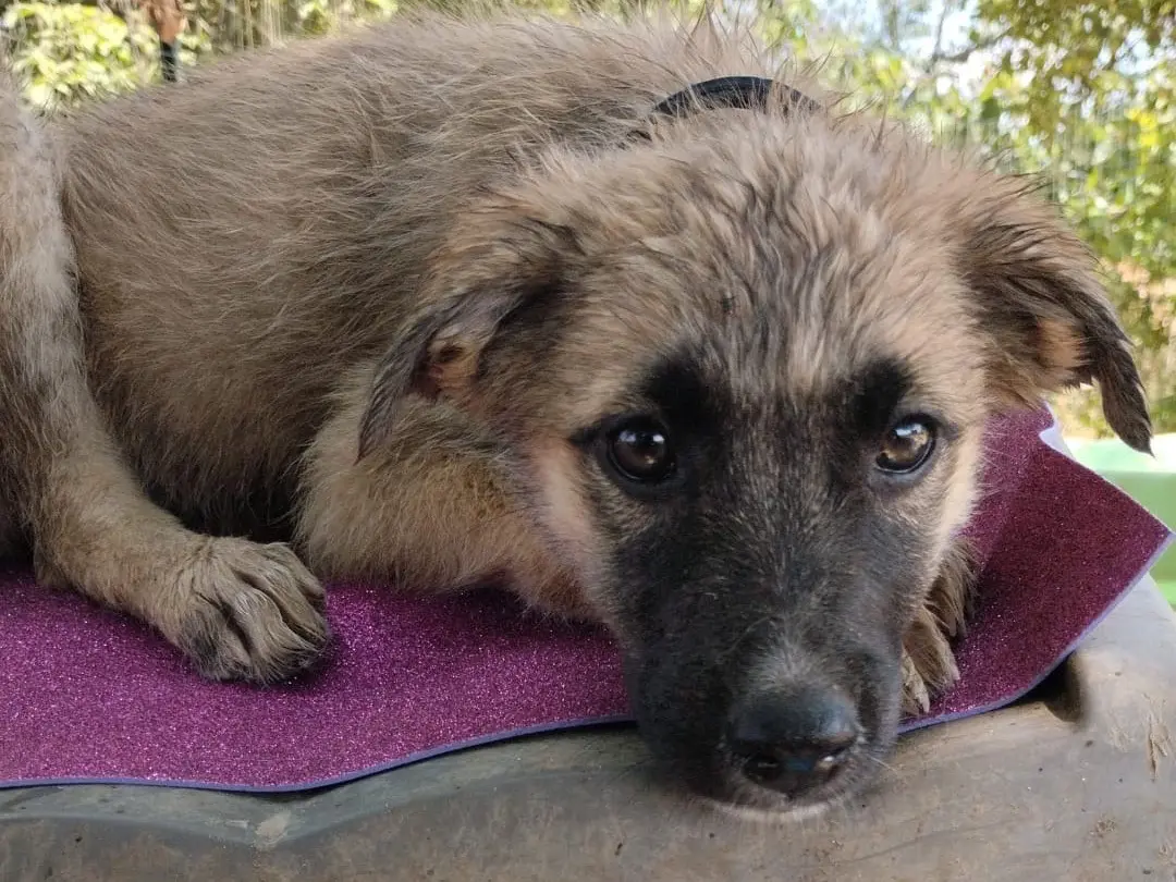 Vuoi adottare un cane a Vibo?