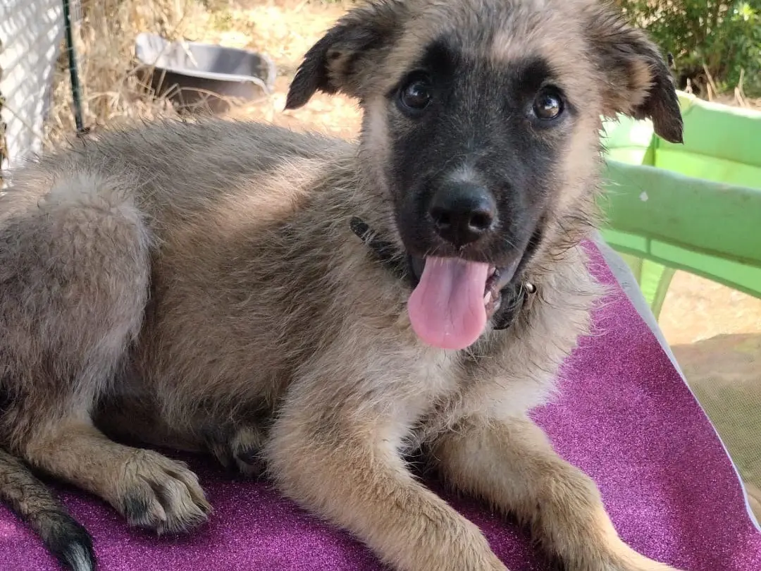 Adozione cane, femmina, Razza sconosciuta Razza sconosciuta, 5 mesi, taglia media, Vibo