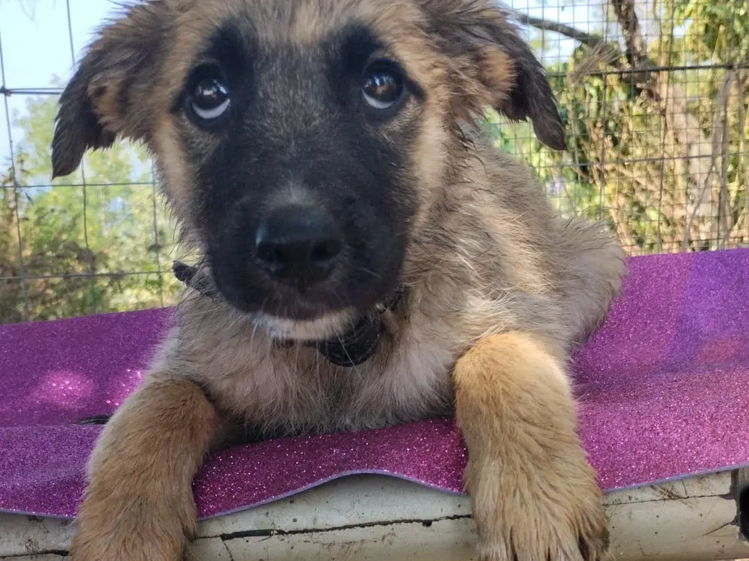 Adotta un cane, taglia media, femmina, Vibo