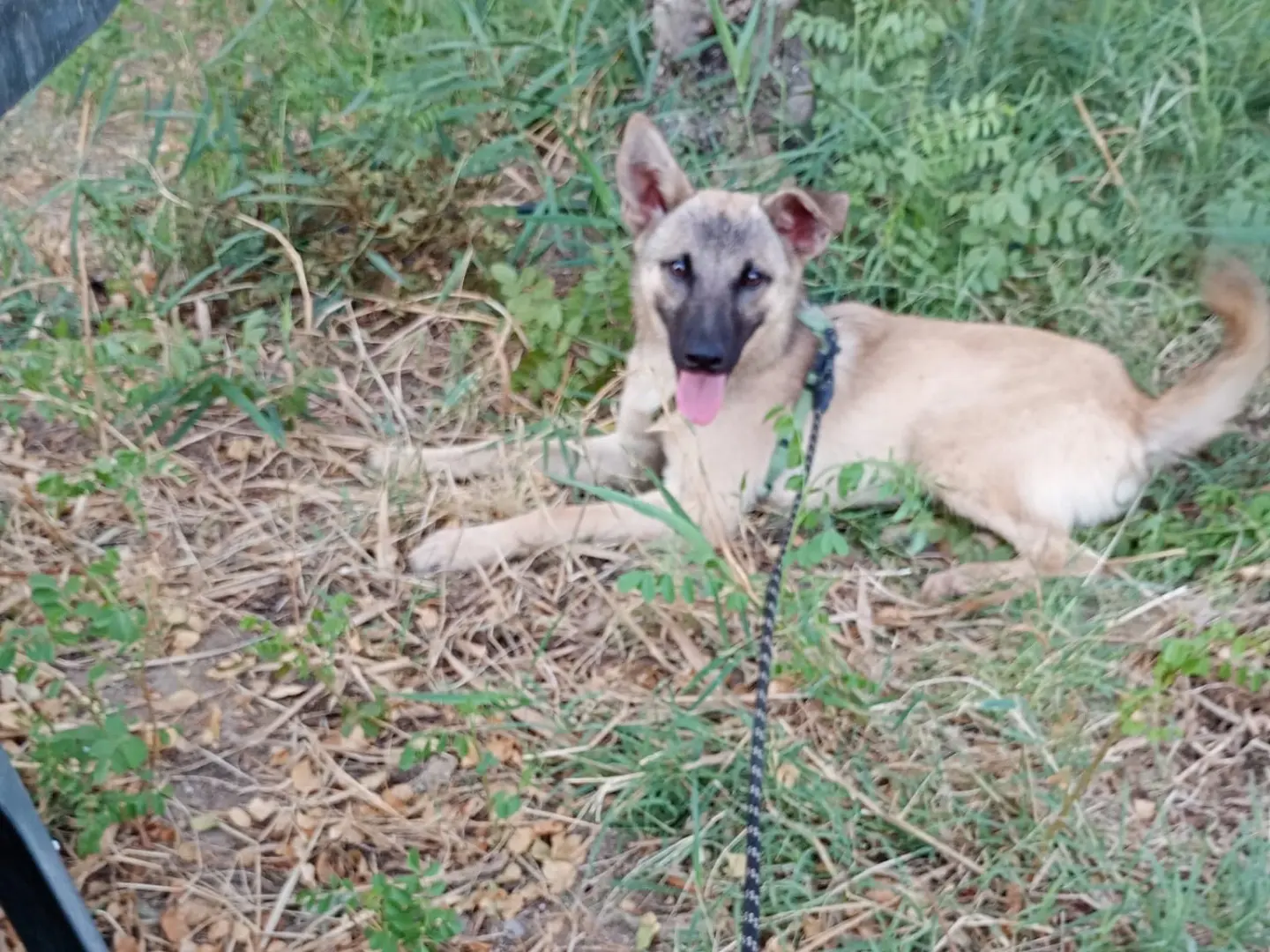 Adotta un cane, taglia media contenuta, maschio, Cosenza