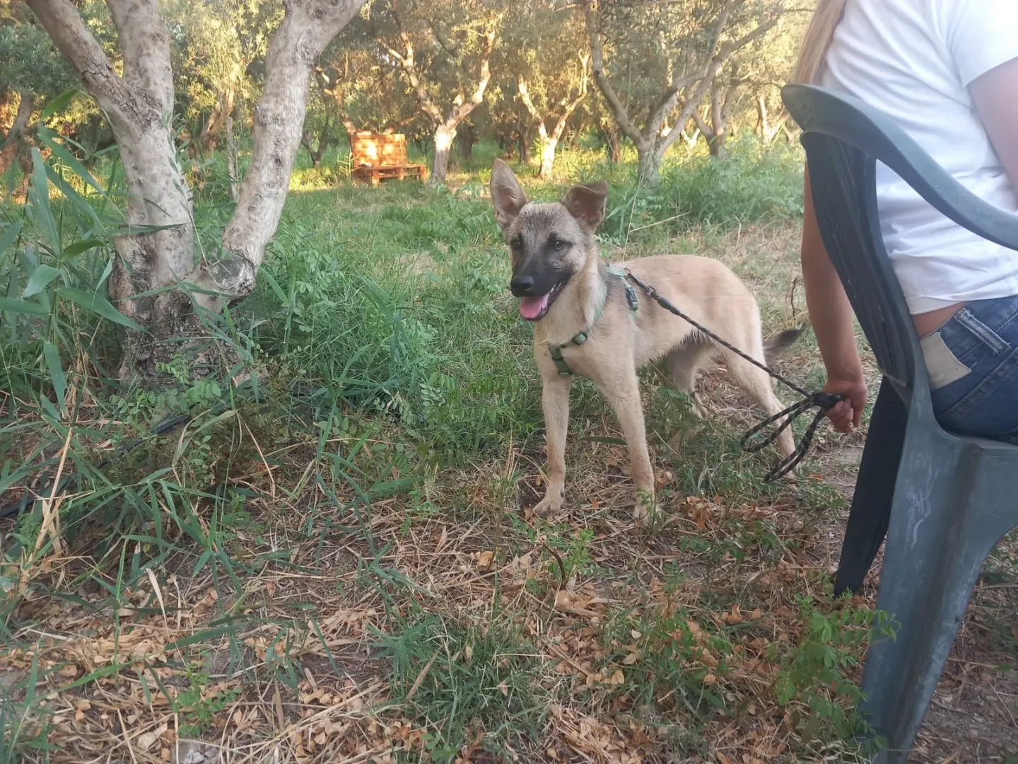 Adozione cane, maschio, Razza sconosciuta Razza sconosciuta, 1 anno e 10 mesi, taglia media contenuta, Cosenza
