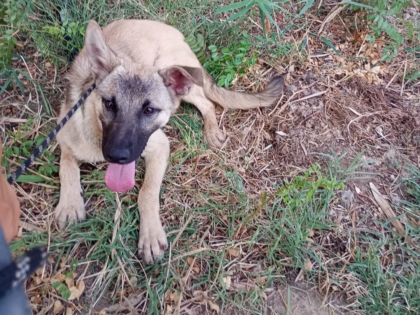 Adotta un cane, maschio, 1 anno e 10 mesi, Cosenza
