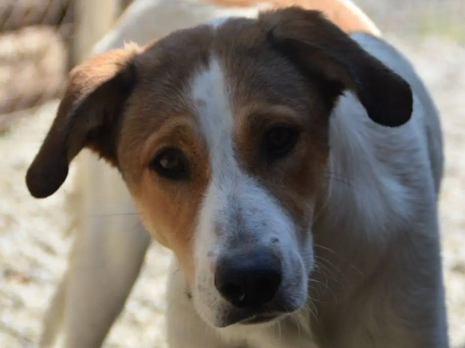 Adotta un cane, taglia grande, femmina, Crotone