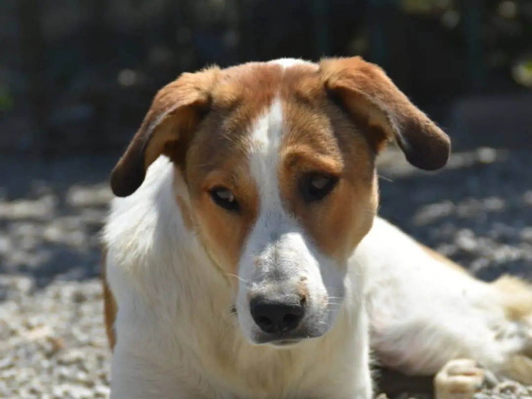 Adotta un cane, femmina, 5 anni e 2 mesi, Crotone
