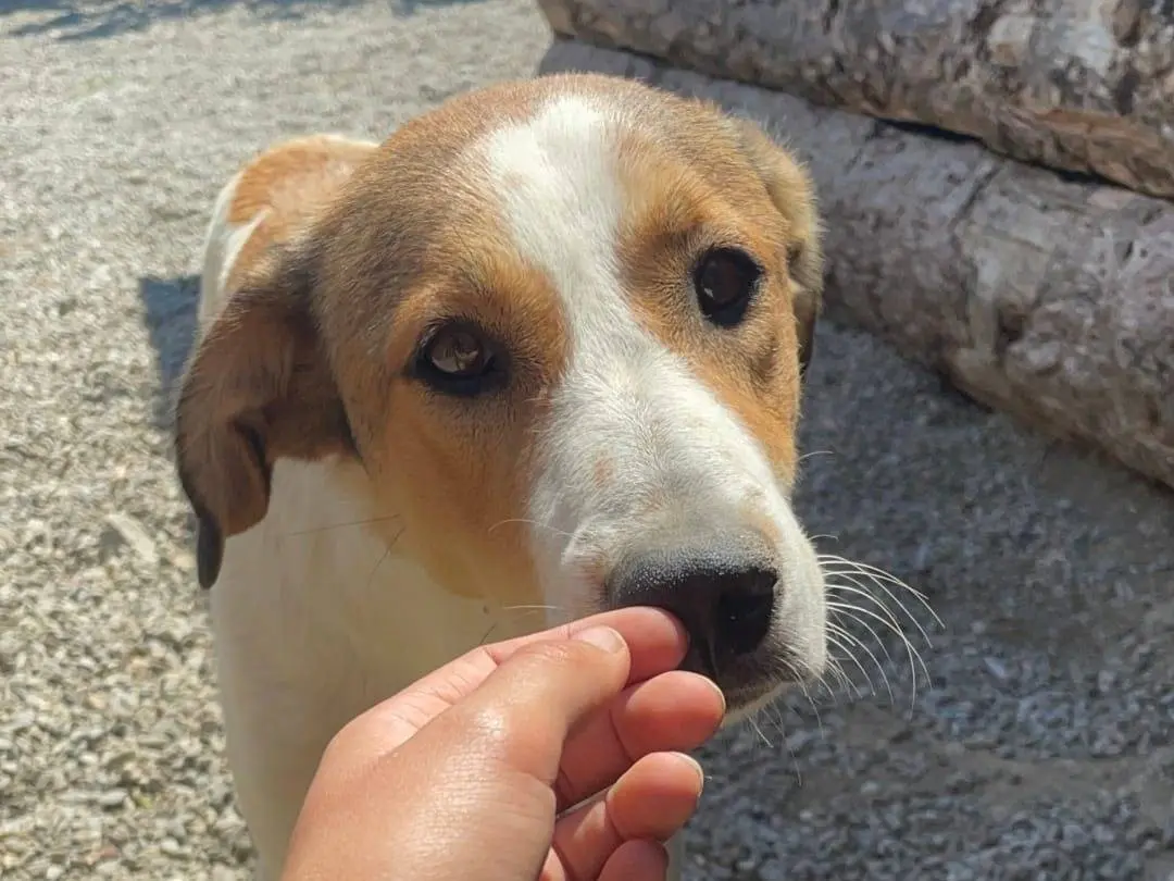 Adotta il cane CHIARA a Crotone