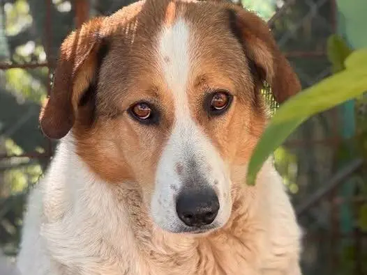 Adozione cane, femmina, Razza sconosciuta Razza sconosciuta, 5 anni e 2 mesi, taglia grande, Crotone