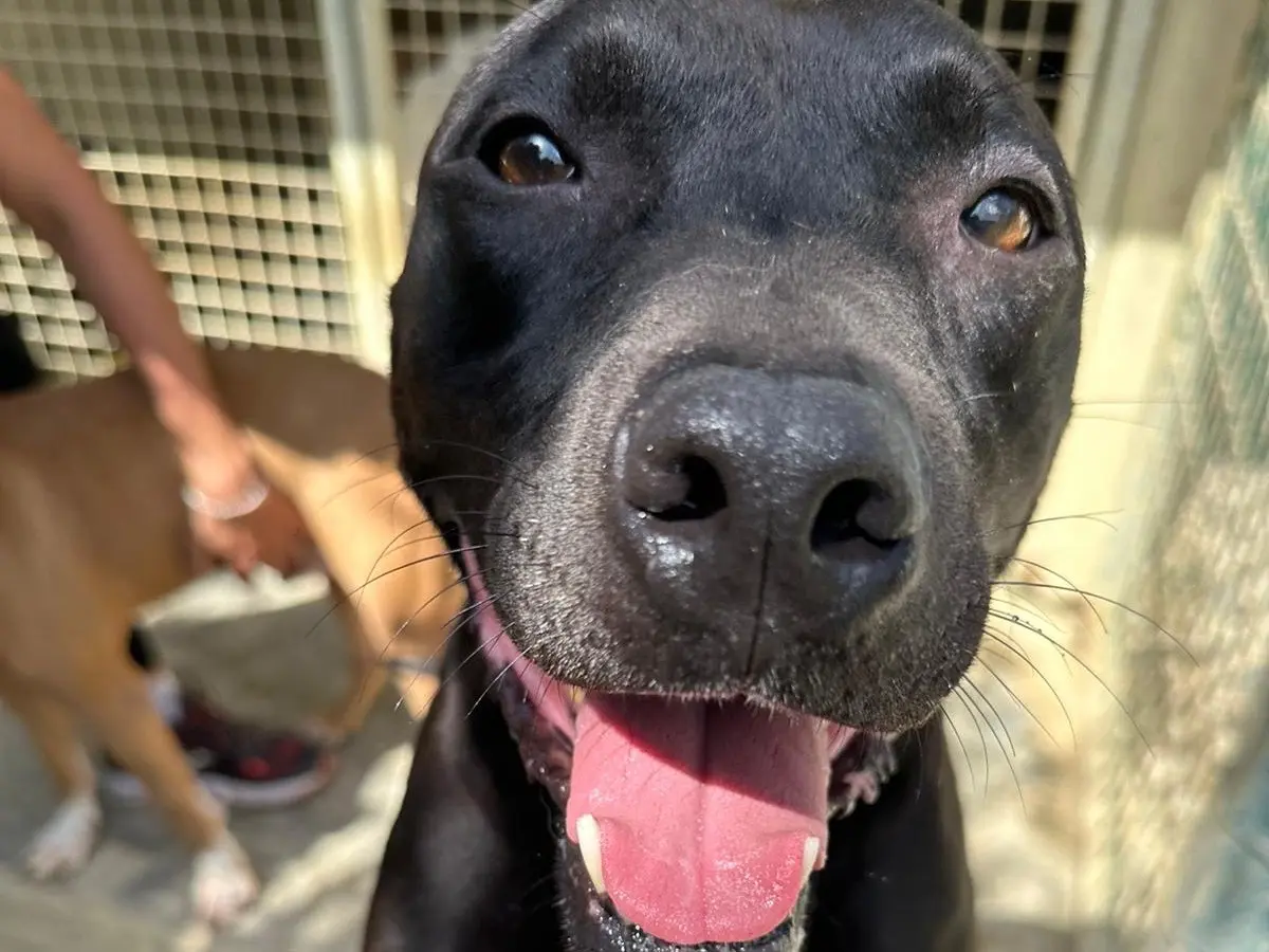 Adozione cane, femmina, Pitbull, 4 anni e 9 mesi, taglia grande, Pescara