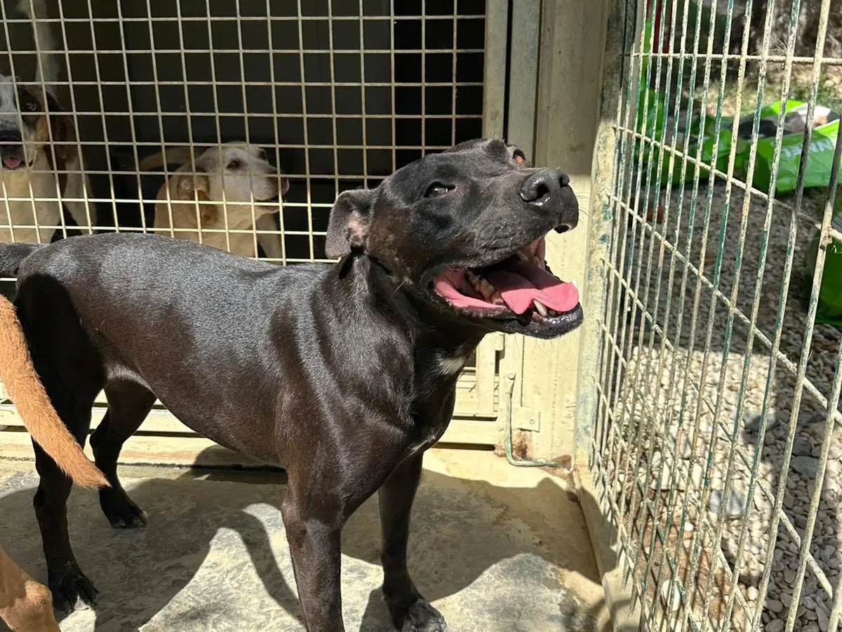 Adotta il cane Sveva a Pescara