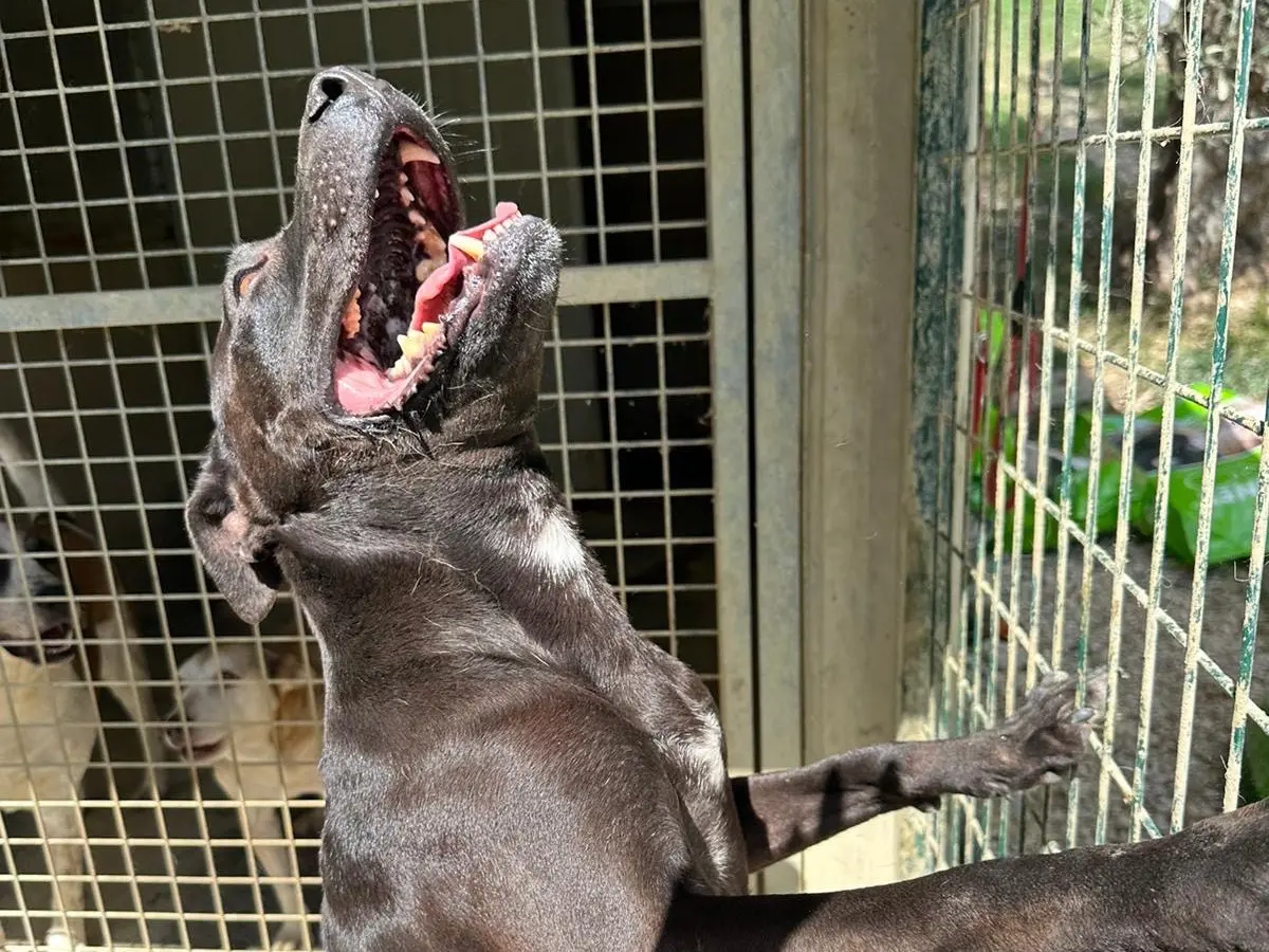 Adotta un cane, taglia grande, femmina, Pescara