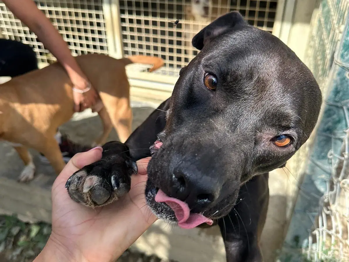 Adotta un cane, femmina, 4 anni e 9 mesi, Pescara
