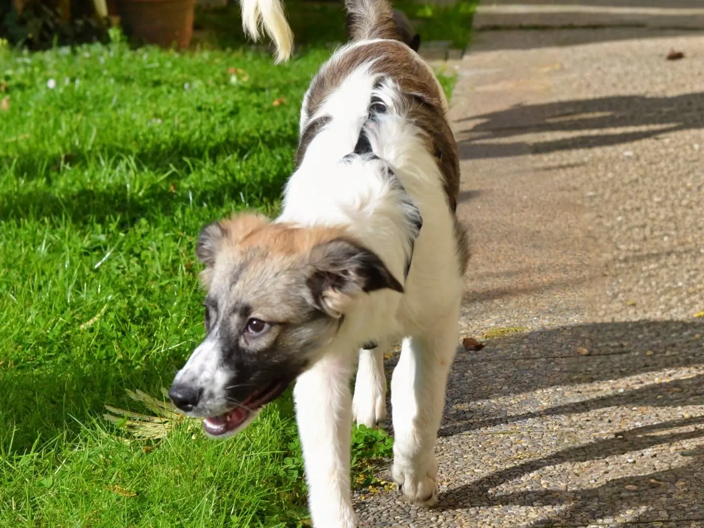 Adotta un cane, femmina, 1 anno e 4 mesi, Como