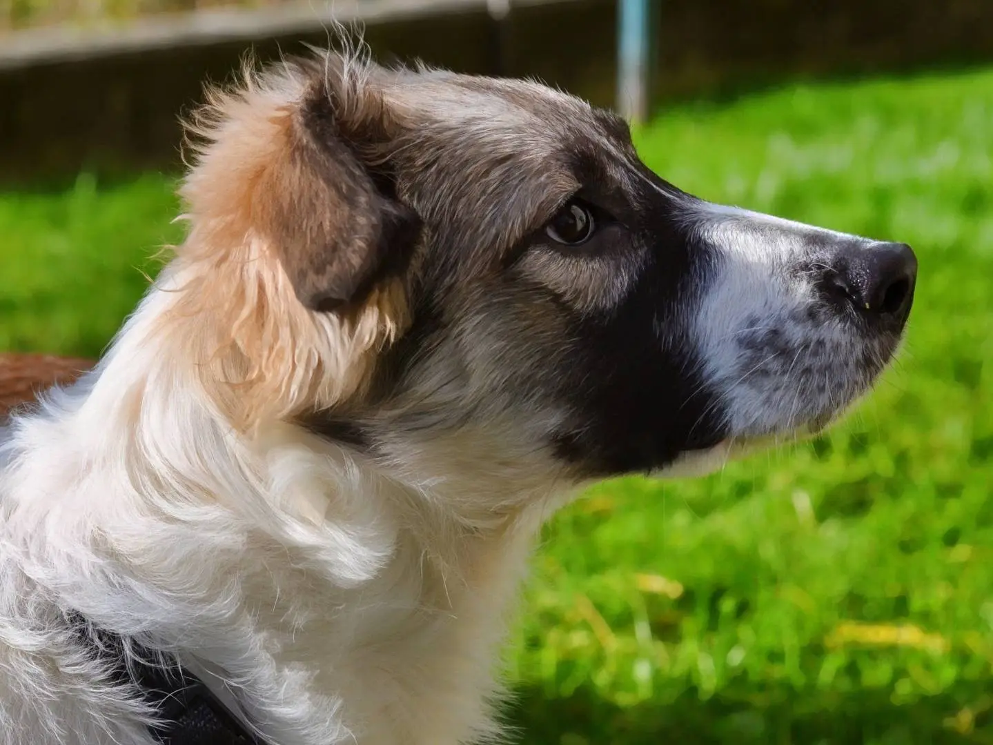 Adozione cane, femmina, Razza sconosciuta Razza sconosciuta, 1 anno e 4 mesi, taglia media, Como