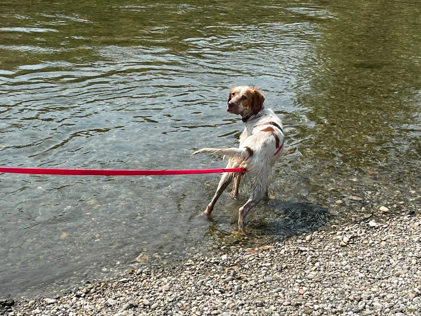 Adotta il cane Luna a Milano