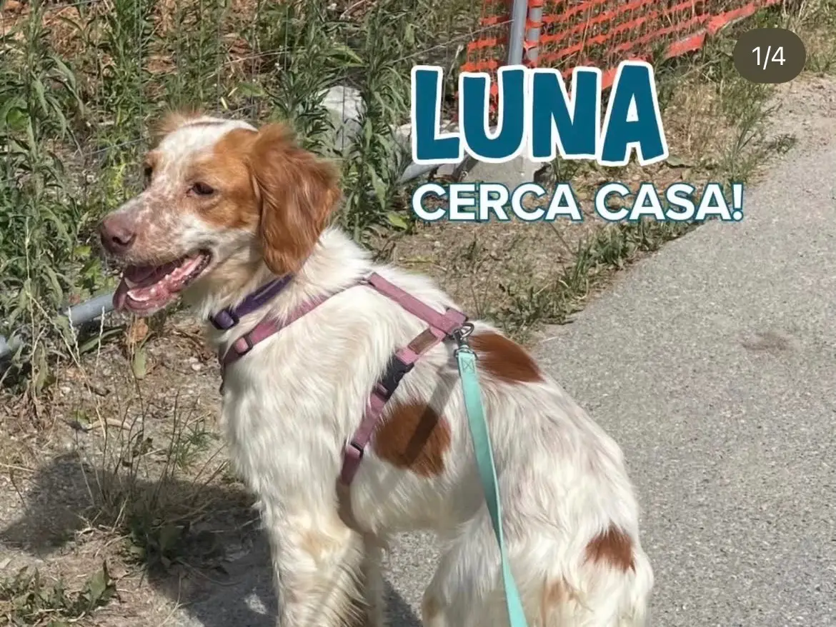 Adotta un cane, femmina, 3 anni e 10 mesi, Milano