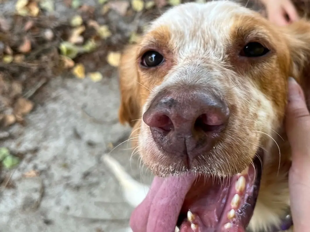 Adozione cane, femmina, Setter Inglese Razza sconosciuta, 3 anni e 10 mesi, taglia media, Milano