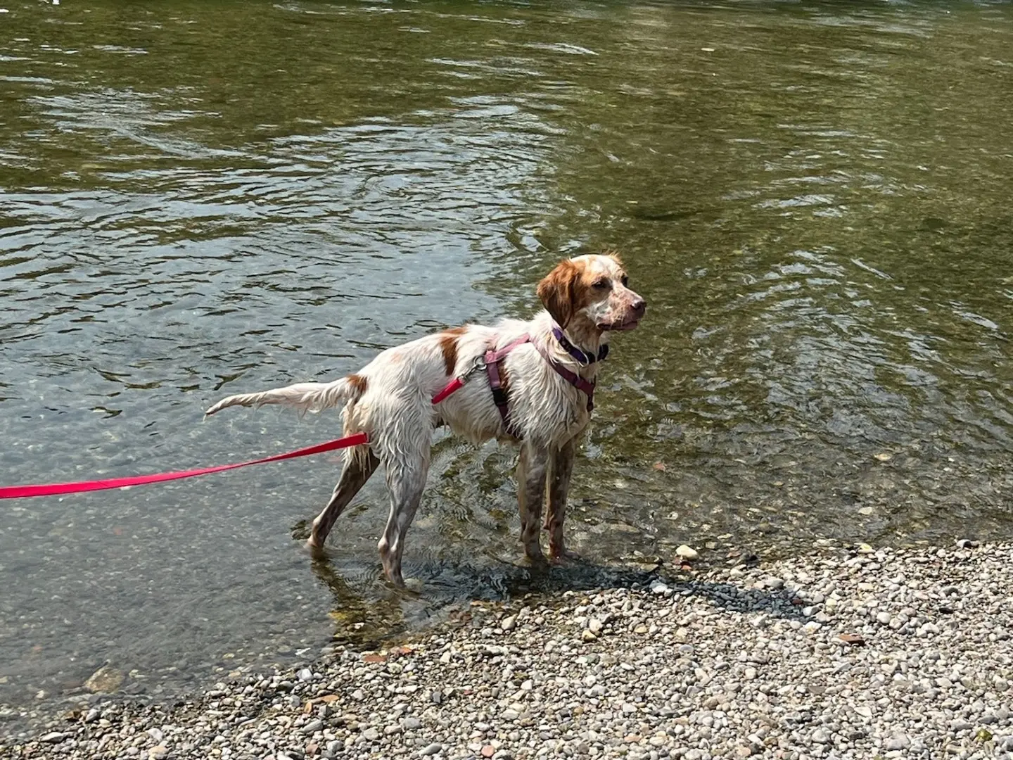 Adotta un cane, taglia media, femmina, Milano