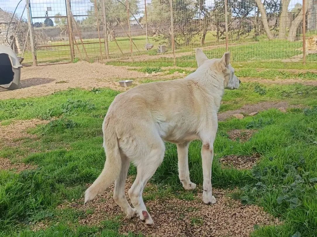 Vuoi adottare un cane a Pavia?