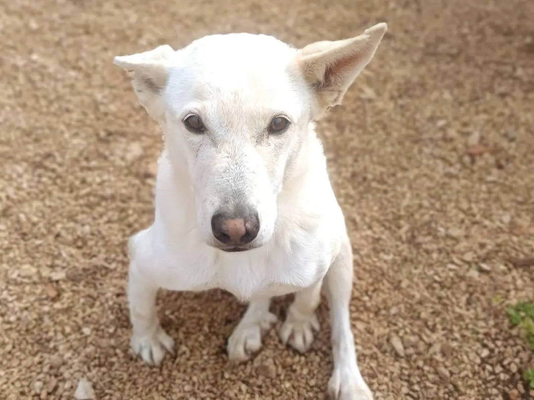 Adozione cane, femmina, Razza sconosciuta Razza sconosciuta, 13 anni e 5 mesi, taglia media, Pavia