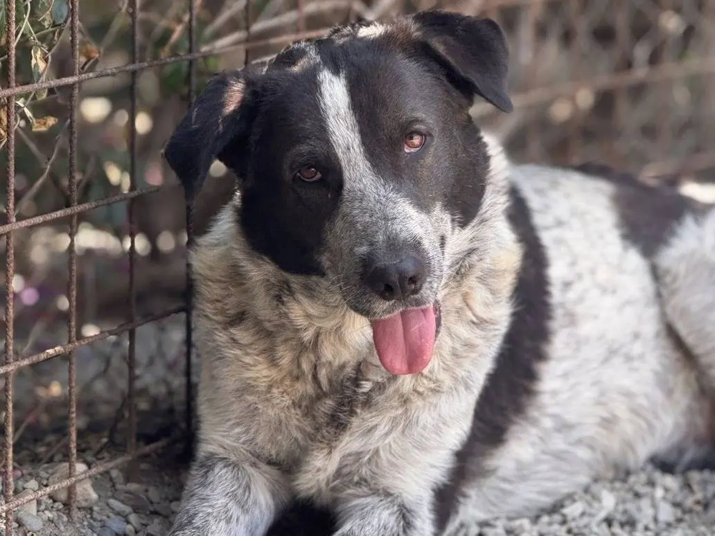 Adozione cane, femmina, Razza sconosciuta Razza sconosciuta, 4 anni e 2 mesi, taglia media, Crotone