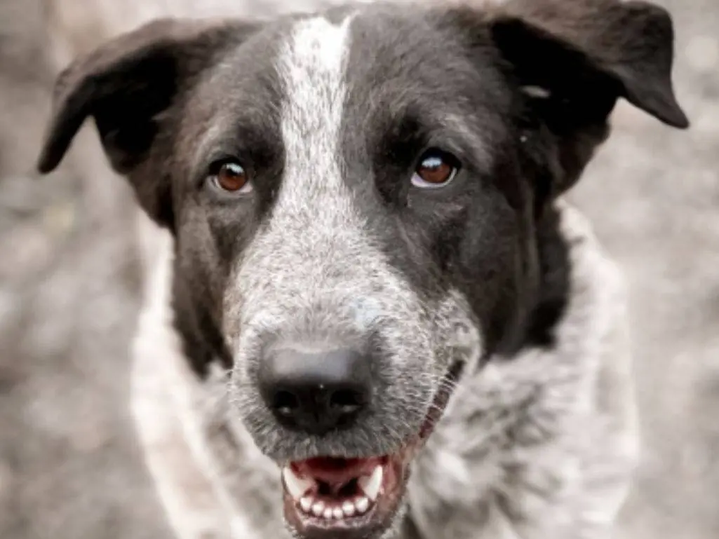 Adotta un cane, femmina, 4 anni e 2 mesi, Crotone