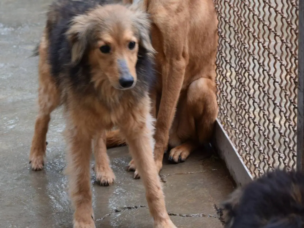Adozione cane, femmina, Razza sconosciuta Razza sconosciuta, 6 anni e 9 mesi, taglia media contenuta, Chieti