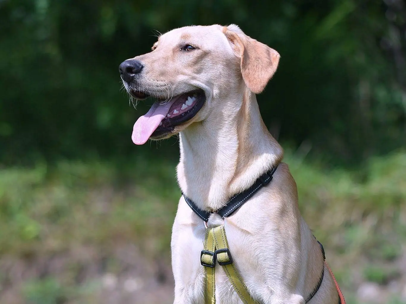 Adozione cane, maschio, meticcio, 4 anni e 6 mesi, taglia media, Como