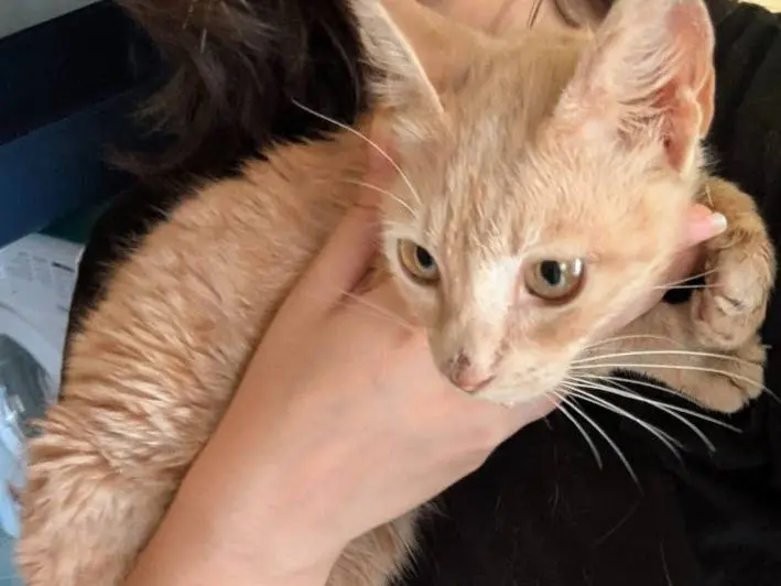 Adotta un gatto, femmina, 1 anno e 7 mesi, Teramo