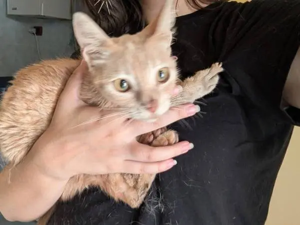 Adozione gatto, femmina, Razza sconosciuta Razza sconosciuta, 1 anno e 7 mesi, taglia non valida, Teramo