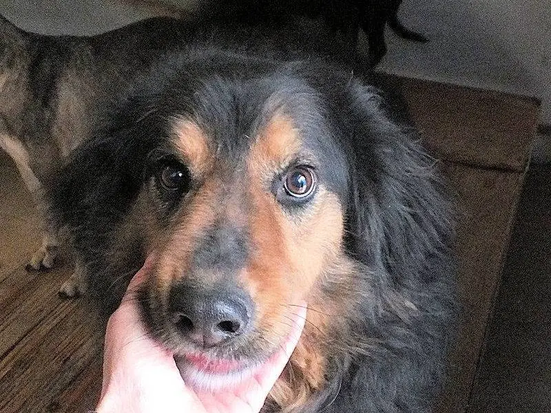 Adozione cane, maschio, Bovaro Del Bernese Razza sconosciuta, 8 anni e 8 mesi, taglia grande, Frosinone