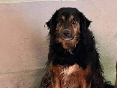 Adotta un cane, maschio, 8 anni e 8 mesi, Frosinone