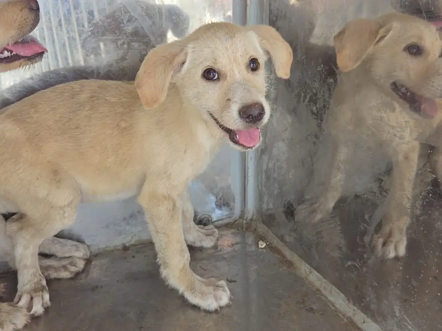 Adotta un cane, femmina, 2 mesi, Ragusa