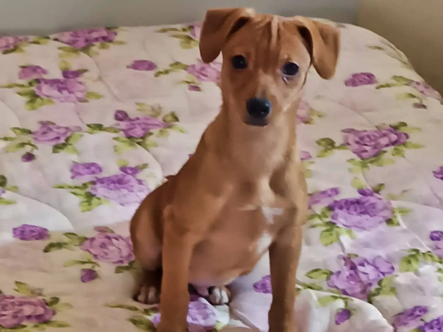 Adozione cane, maschio, Razza sconosciuta Razza sconosciuta, 1 anno e 8 mesi, taglia piccola, Benevento