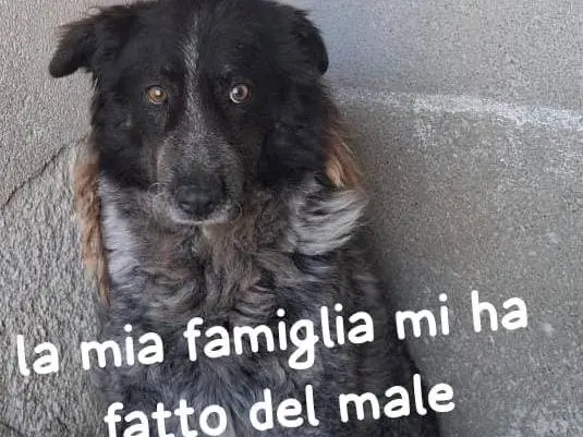 Foto 1 dell'animale