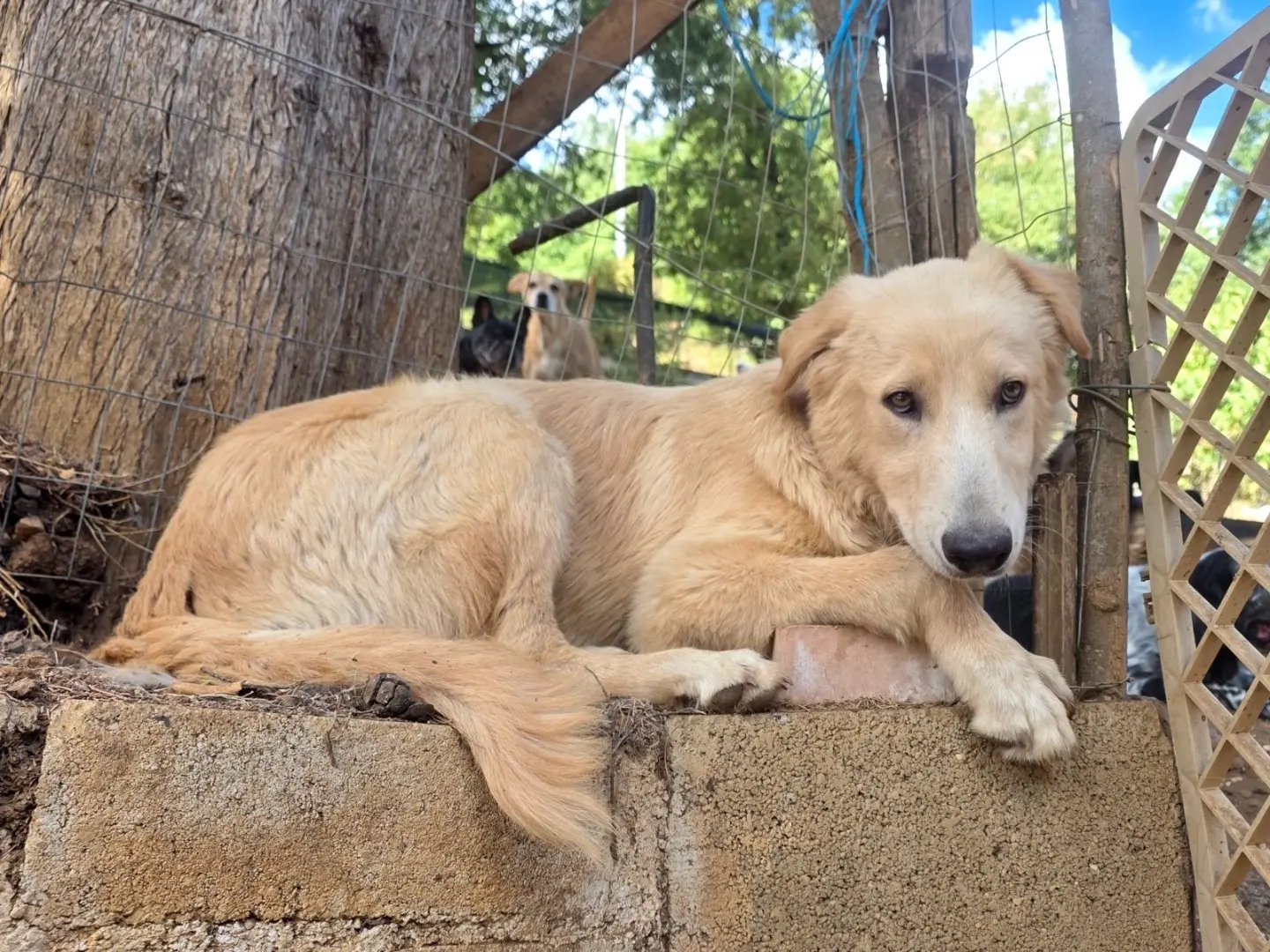 Adozione cane, maschio, Razza sconosciuta Razza sconosciuta, 6 mesi, taglia media, Roma