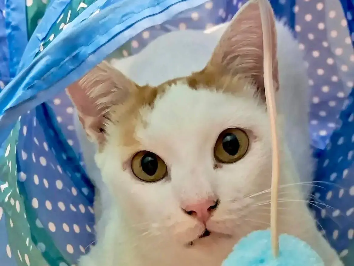 Adozione gatto, maschio, Razza sconosciuta Razza sconosciuta, 2 anni e 2 mesi, taglia non valida, Novara