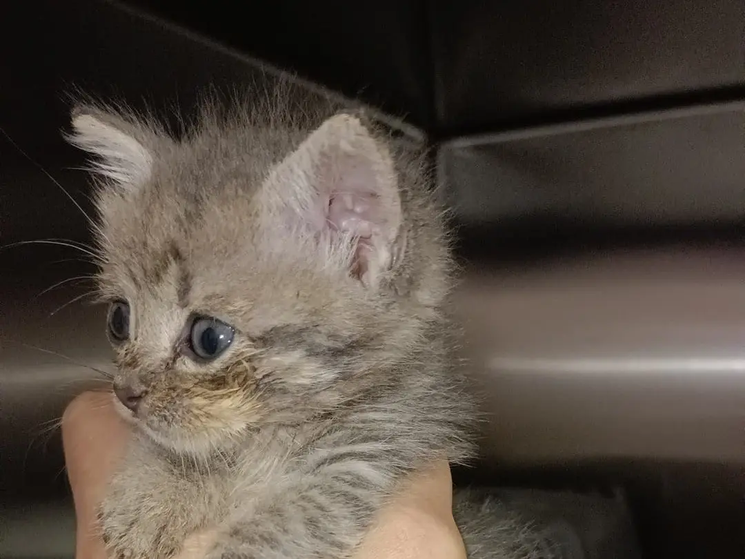 Adozione gatto, maschio, Razza sconosciuta Razza sconosciuta, 2 mesi, taglia non valida, Torino