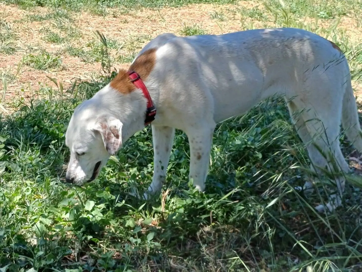 Foto 3 dell'animale
